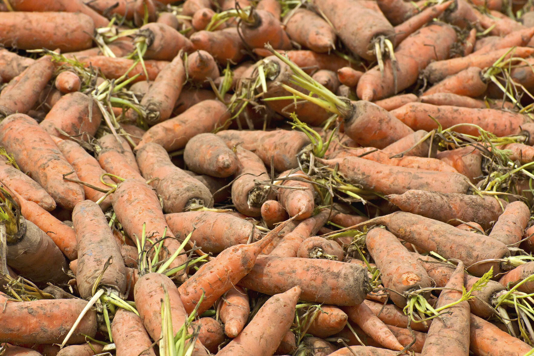 Carrots, produce, farming